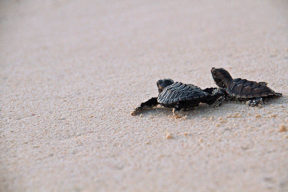 Hawksbill turtle hatchlings, Palawan, Philippines