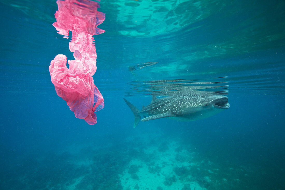 Whale shark and plastic bag