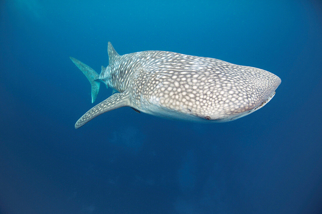 Whale shark, Bohol Sea, Philippines