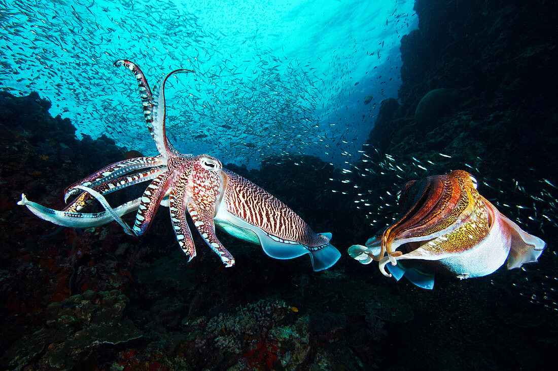 Pharaoh cuttlefish, Richelieu Rock, Thailand