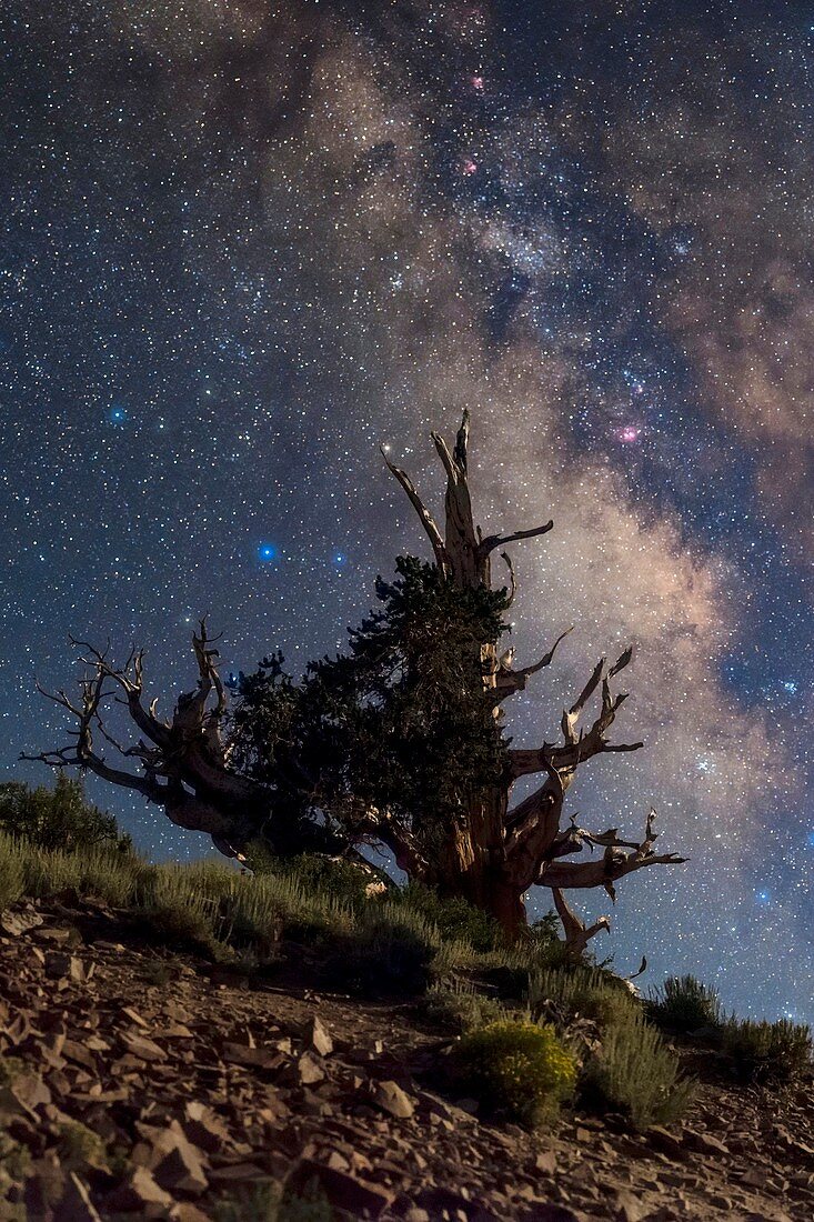 Milky Way over bristlecone pine tree