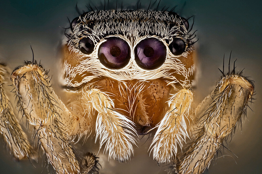 Jumping spider