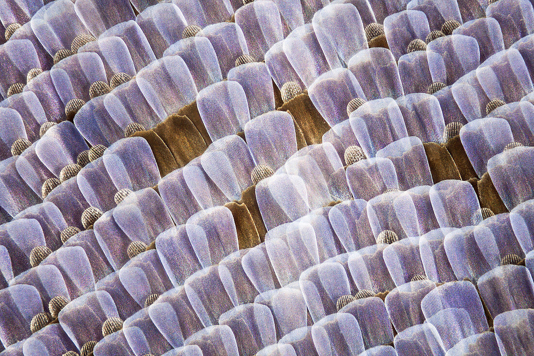 Adonis blue butterfly scales