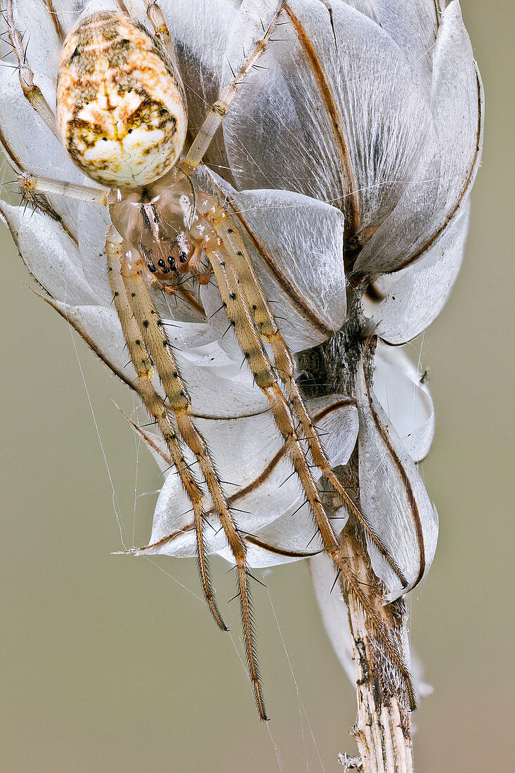 Spider on a wild flower