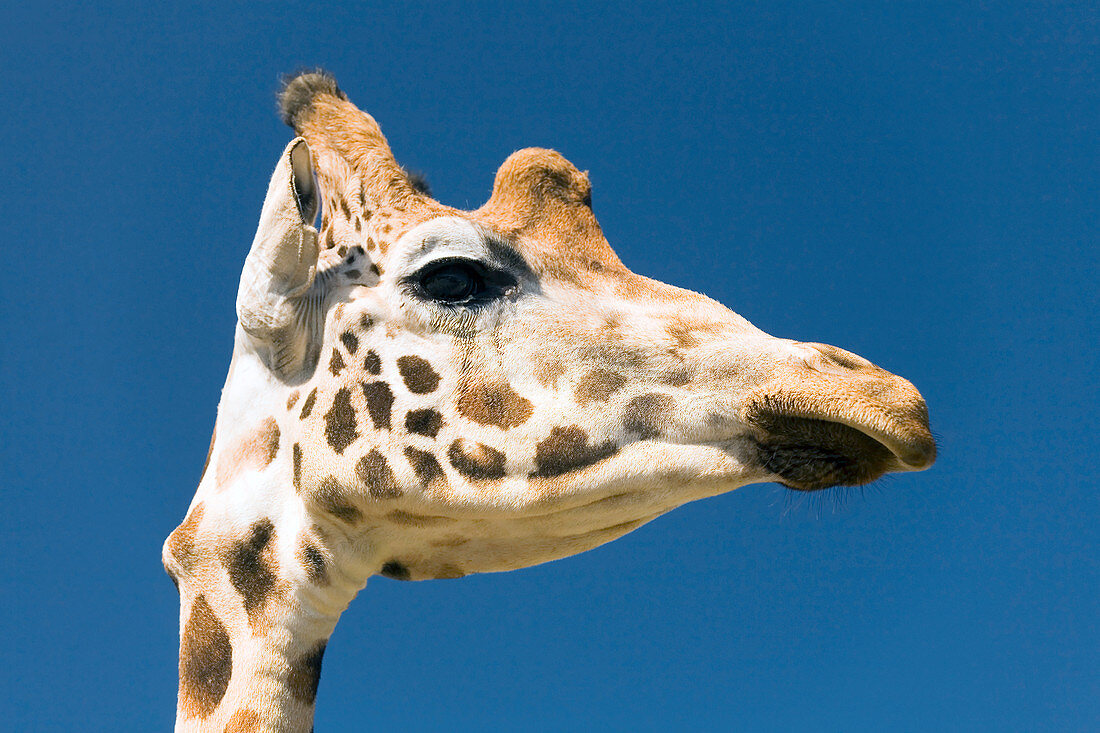 Giraffe's head