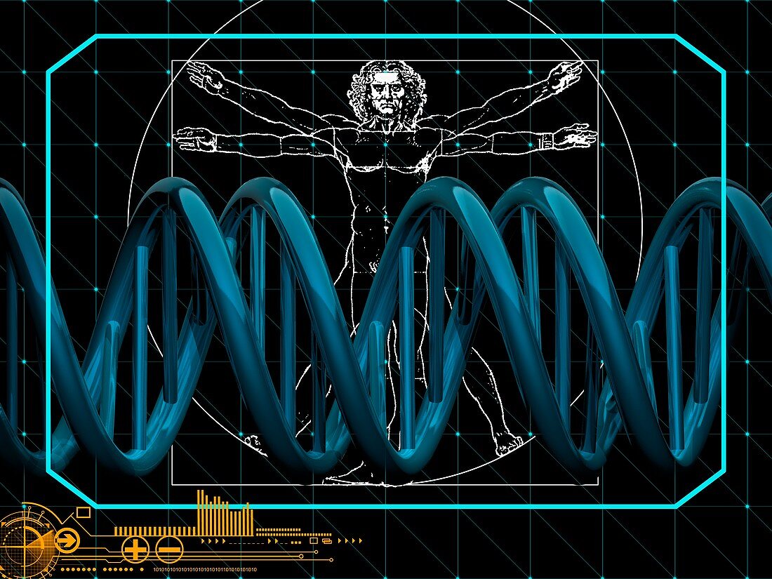 DNA and Vitruvian man, illustration