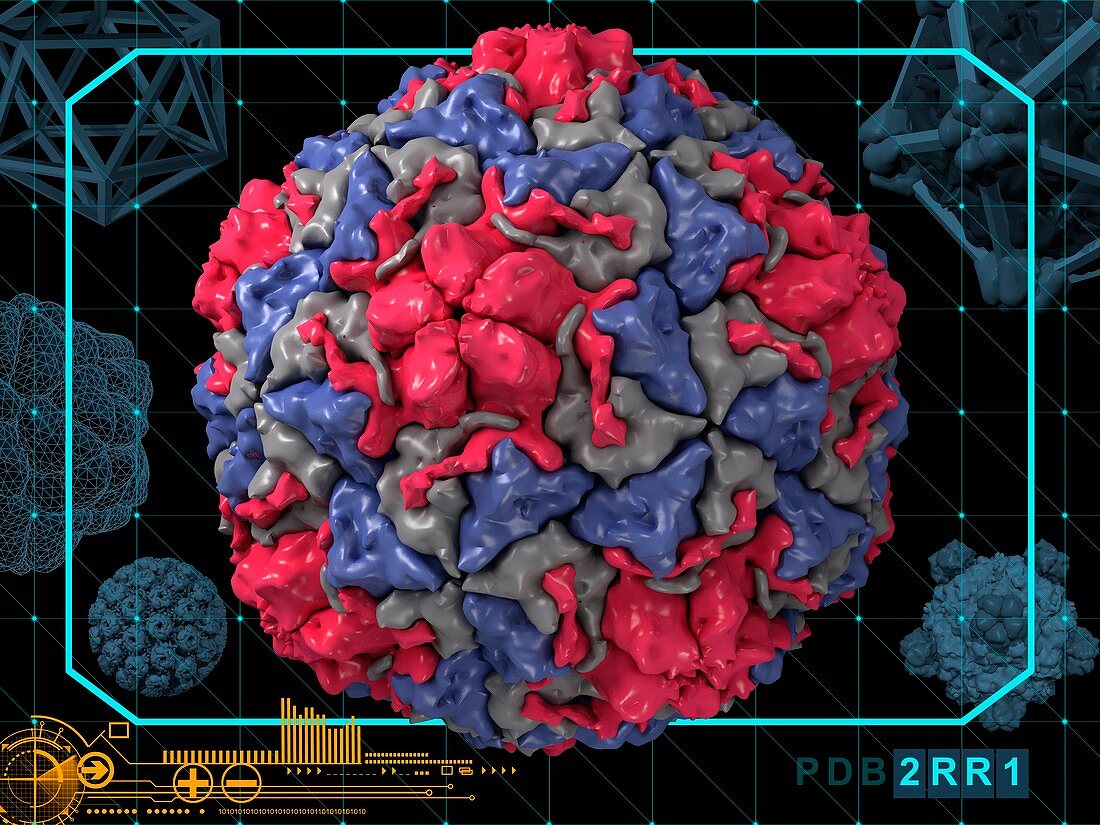 Human rhinovirus 14 capsid