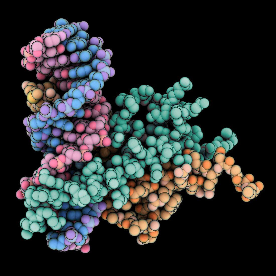 Regulatory protein complexed with DNA