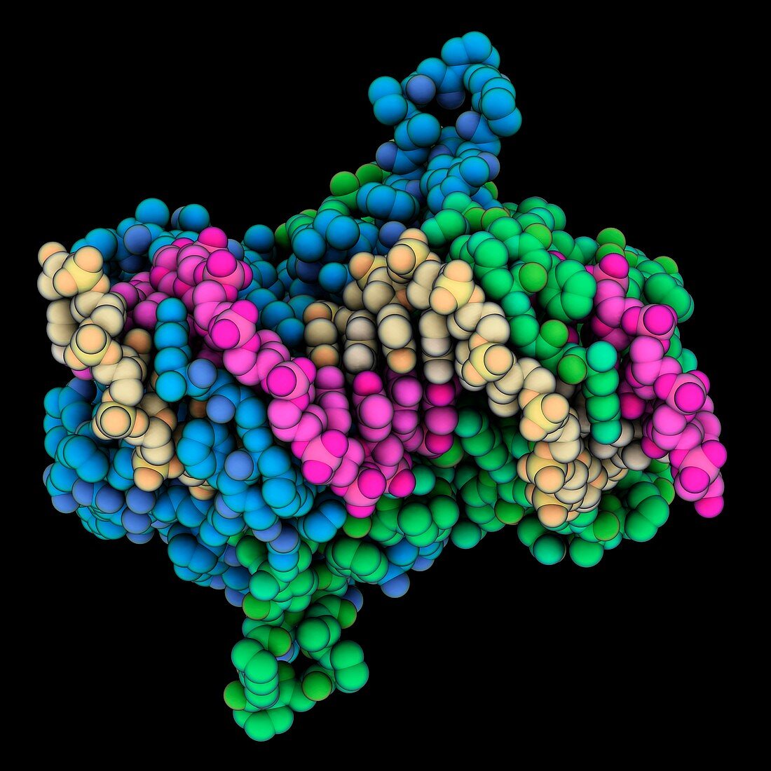 Epstein-Barr virus protein complex
