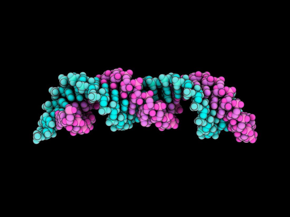 Human signal recognition particle RNA
