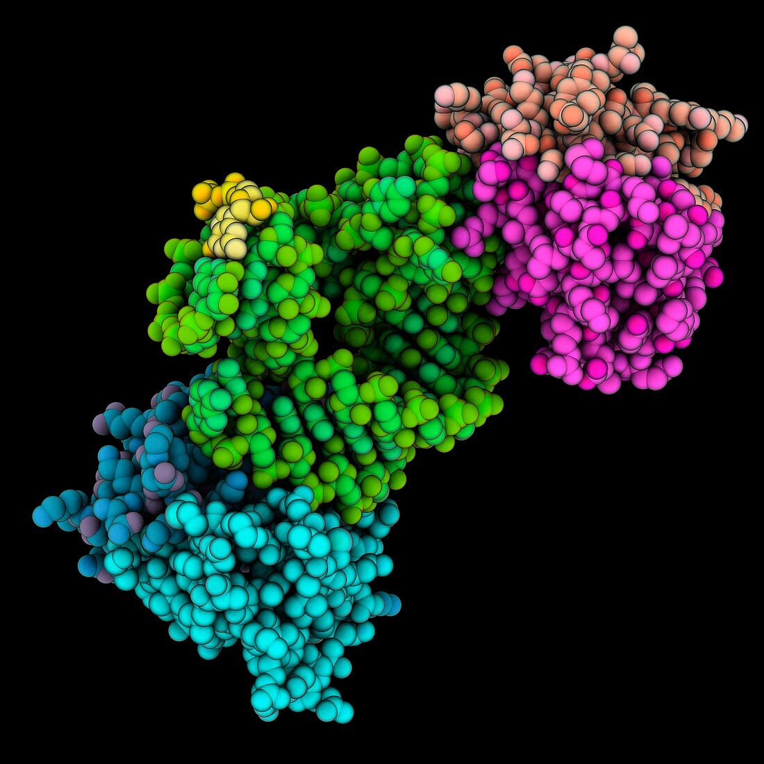 Signal recognition particle protein