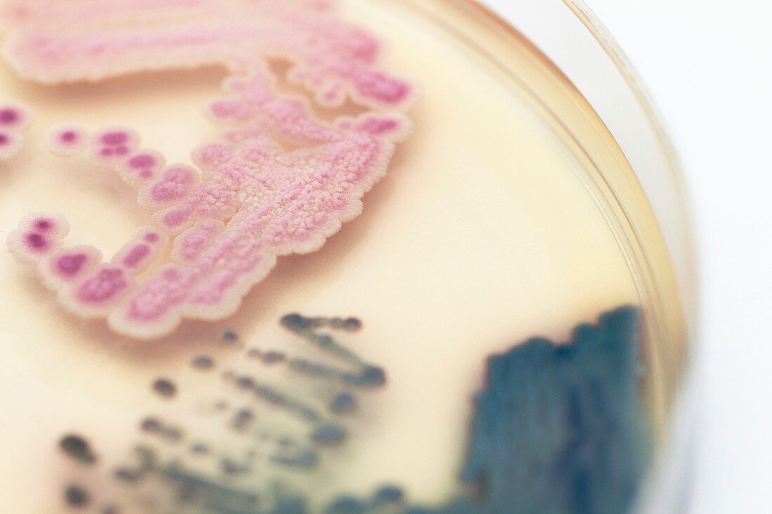 Mixed culture of Candida yeasts