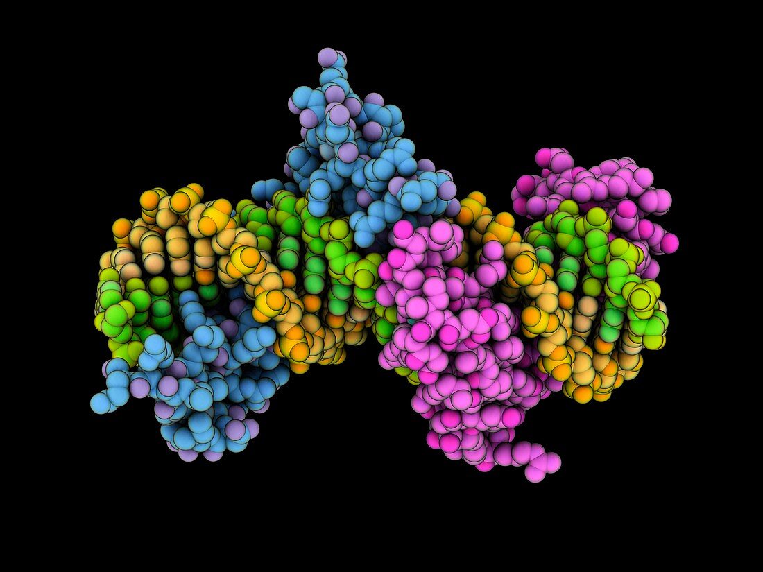 Zinc finger proteins complexed with DNA