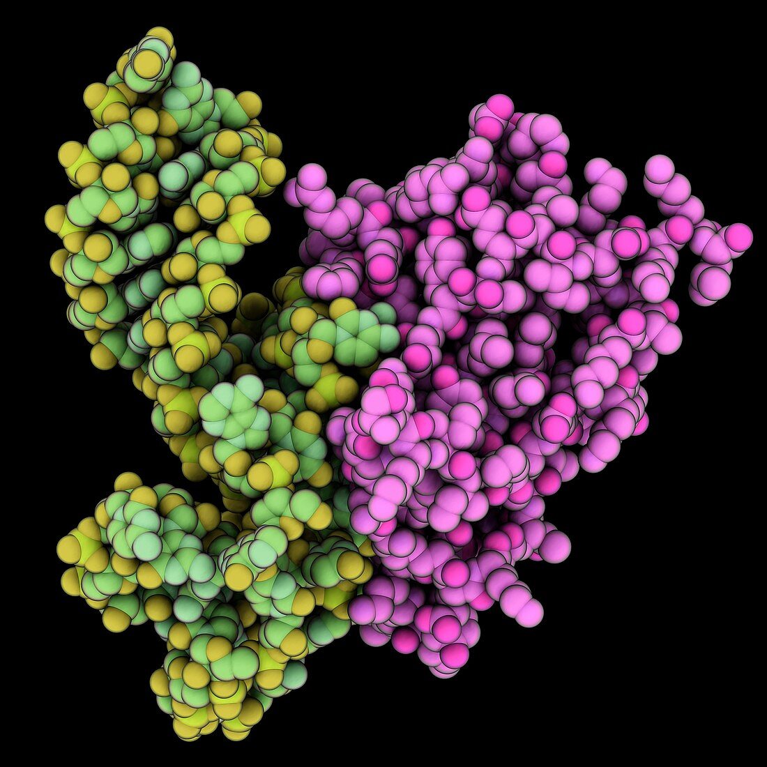 Transfer-messenger RNA complex