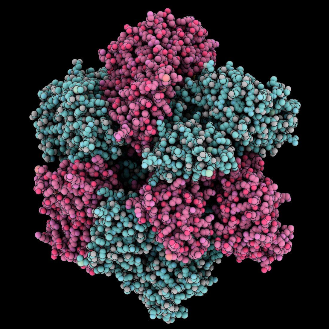 Simian virus SV40 large tumour antigen