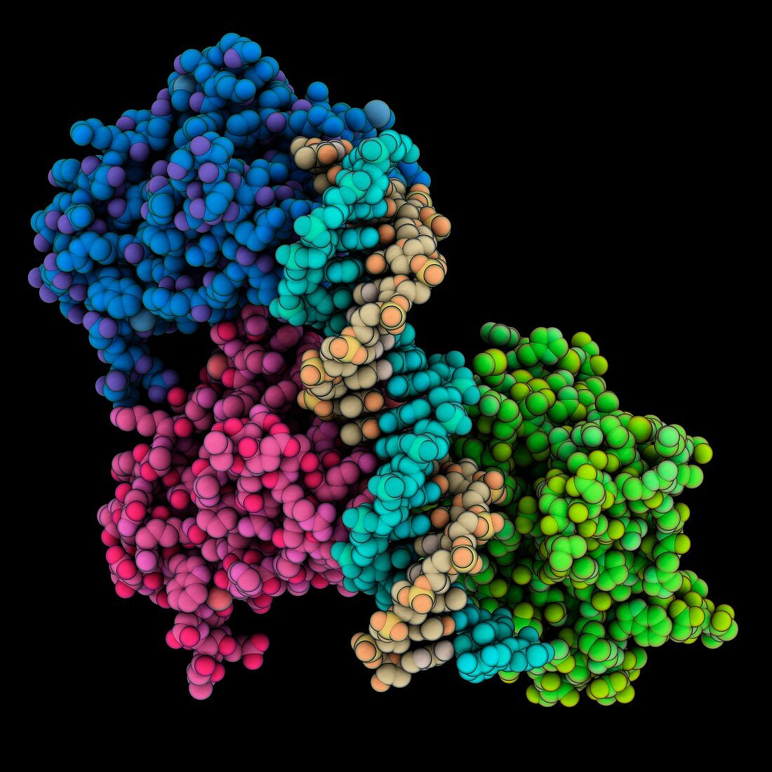 p53 core domain complexed with DNA