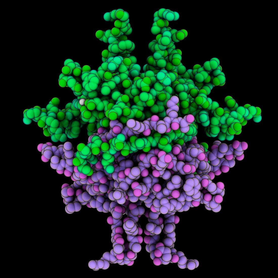 Single-stranded DNA-binding protein