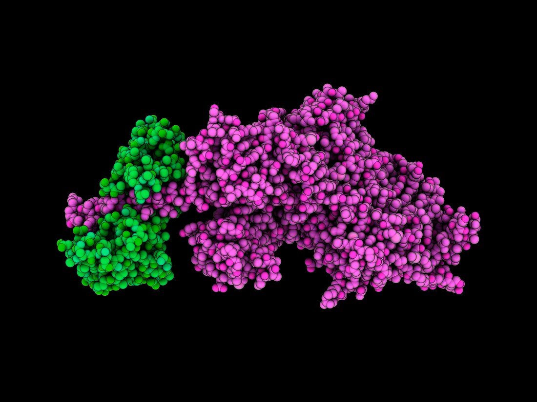 Myosin V motor protein complex