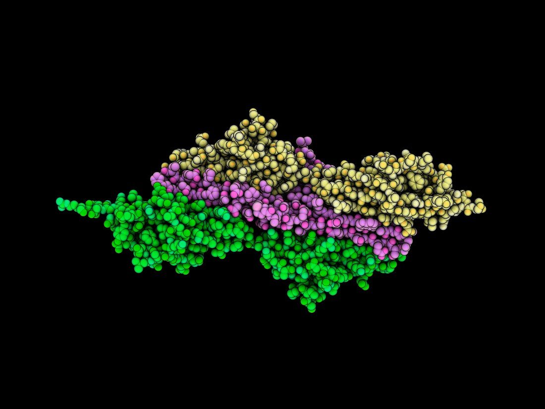 Titin complexed with telethonin