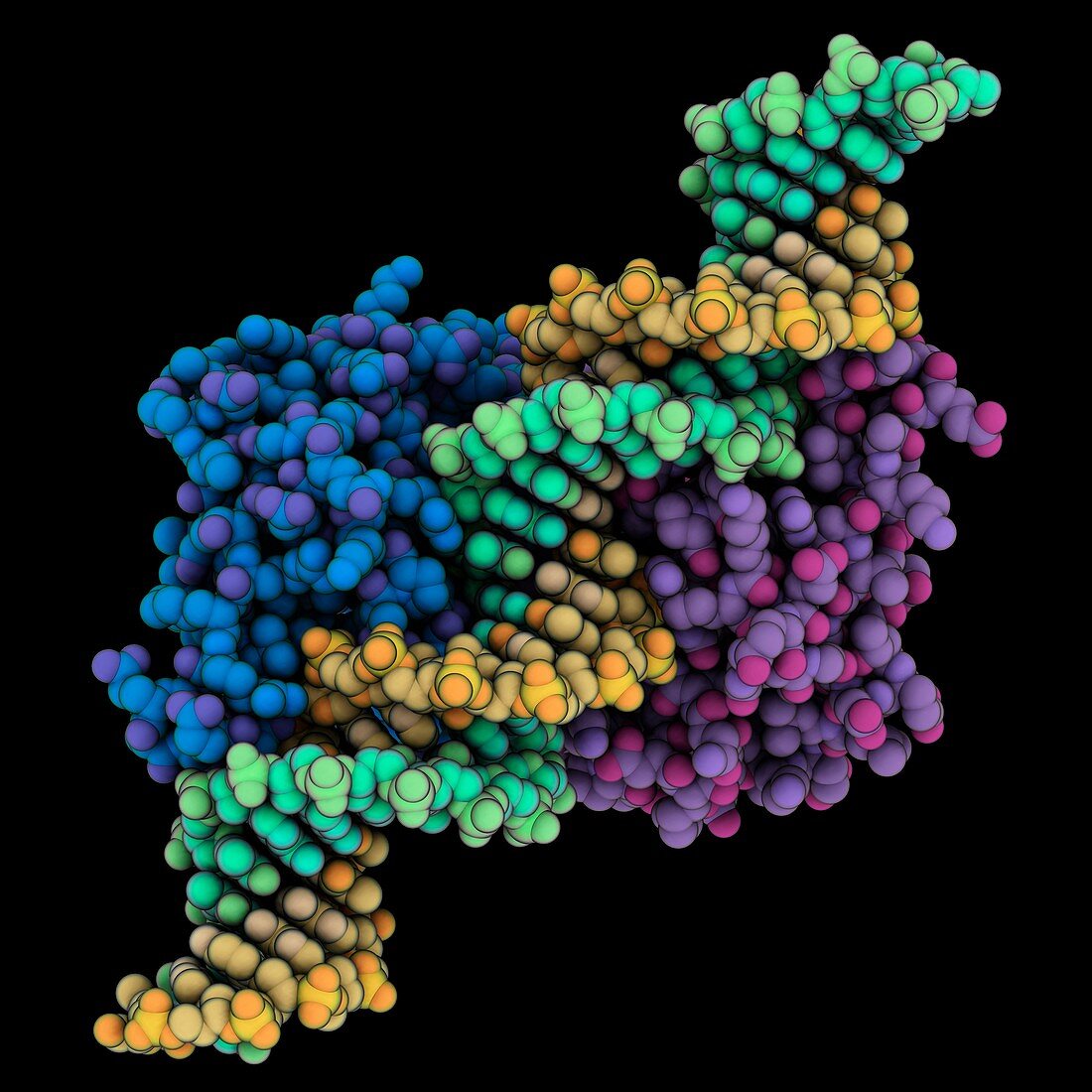 OhrR regulator complexed with DNA