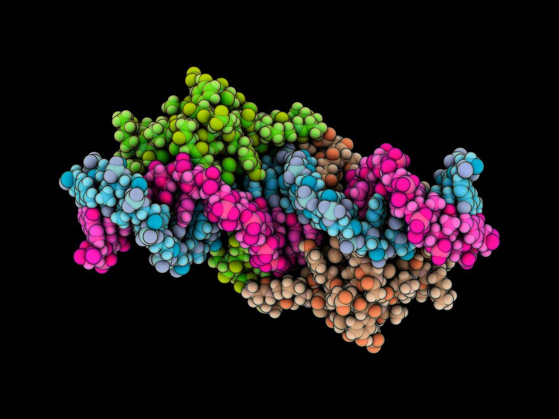 Lac repressor DNA complex