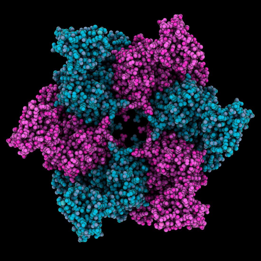 Human RuvB-like helicase RuvBL1