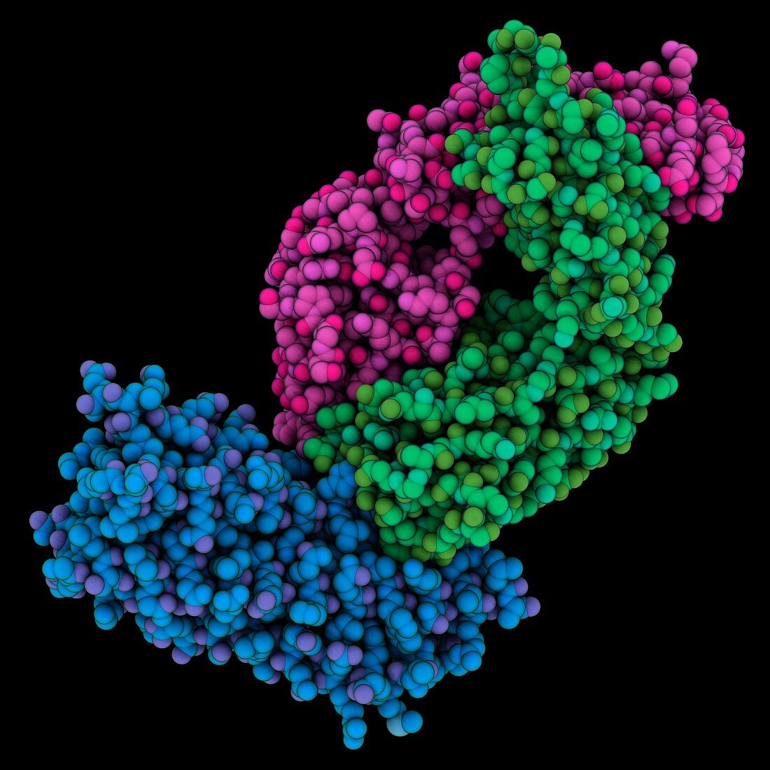 HIV-1 antibody D5 complexed with GP41