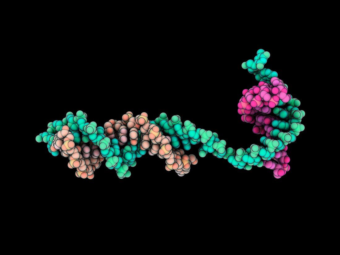 RNA polymerase II effects