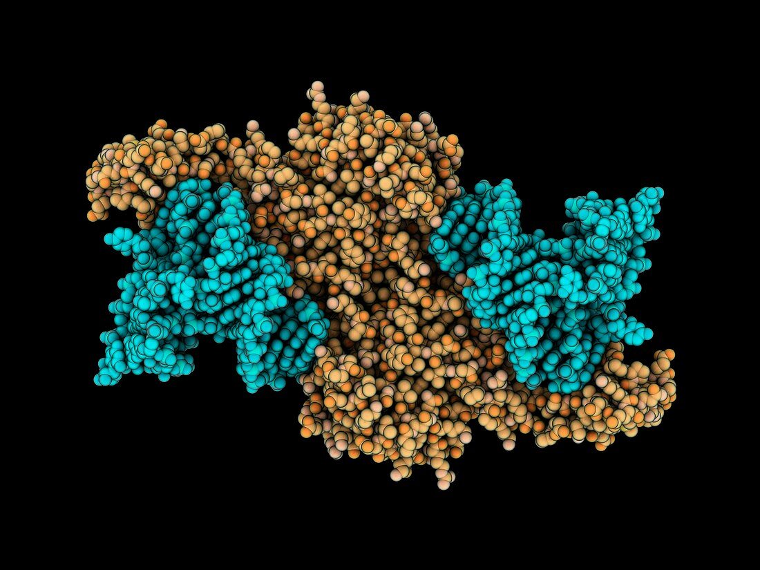 Ribonuclease complexed with RNA