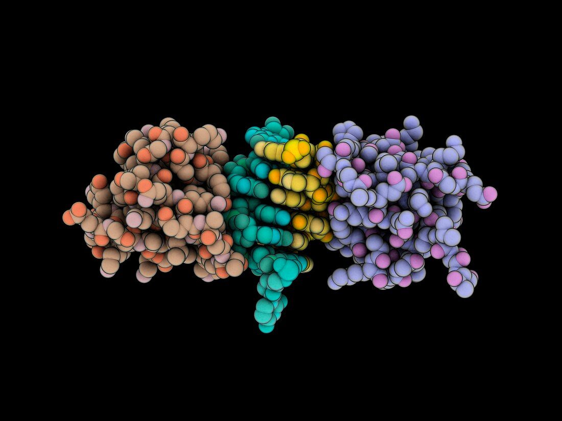 Z-RNA editing enzyme complex