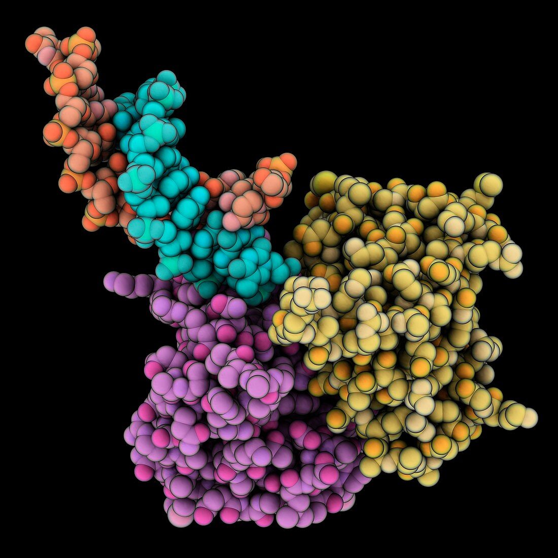 RusA resolvase complexed with DNA