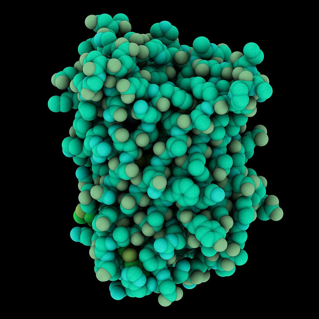 Green fluorescent protein (GFP)
