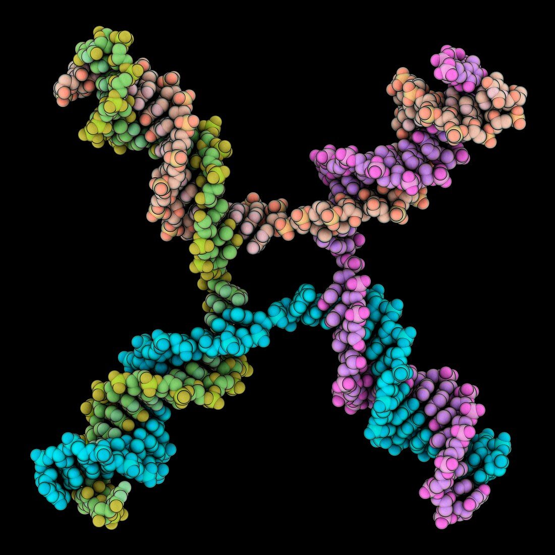 DNA Holliday junction