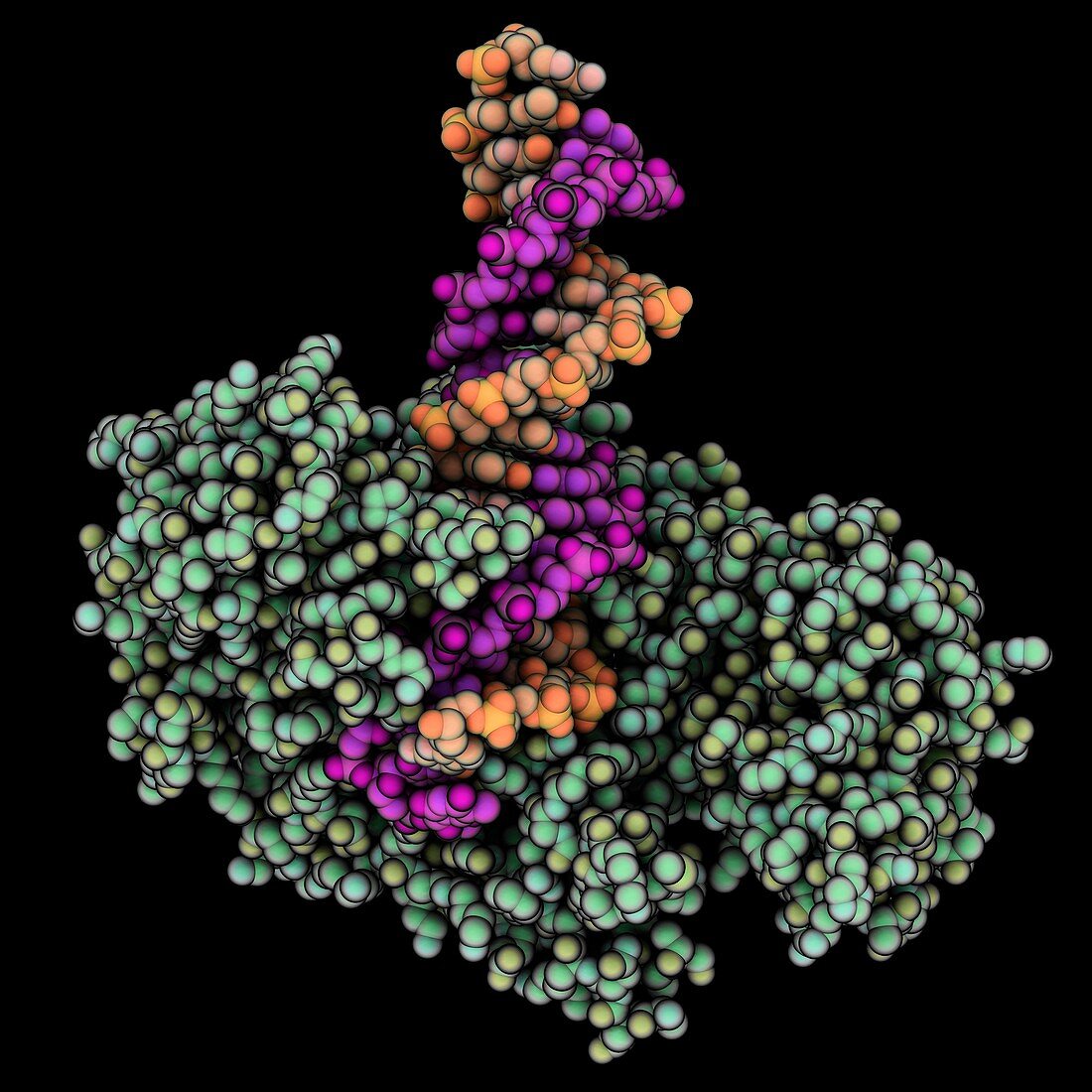 FokI nuclease bound to DNA