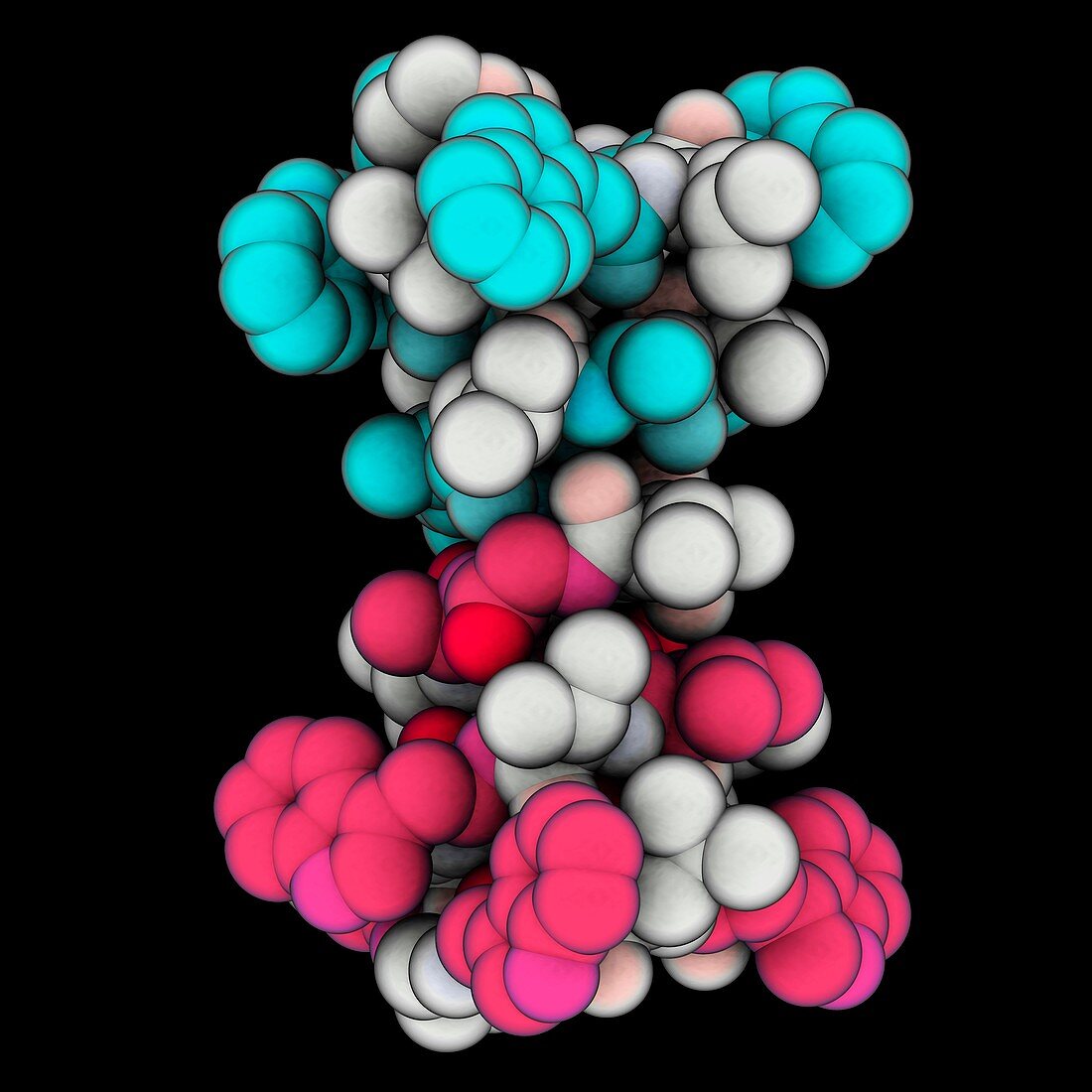 Gramicidin A ion channel