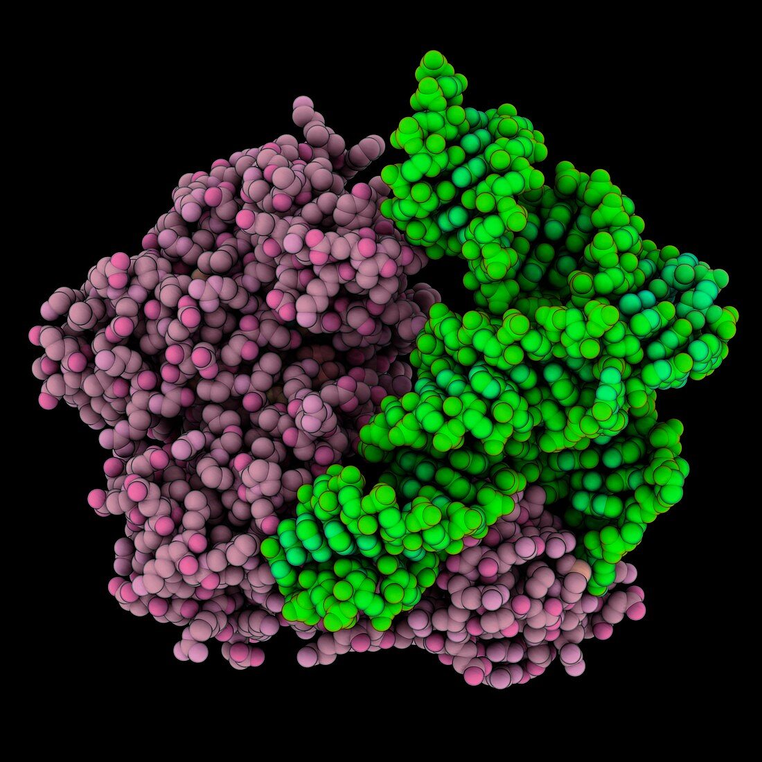 Tyrosyl-tRNA synthetase complex
