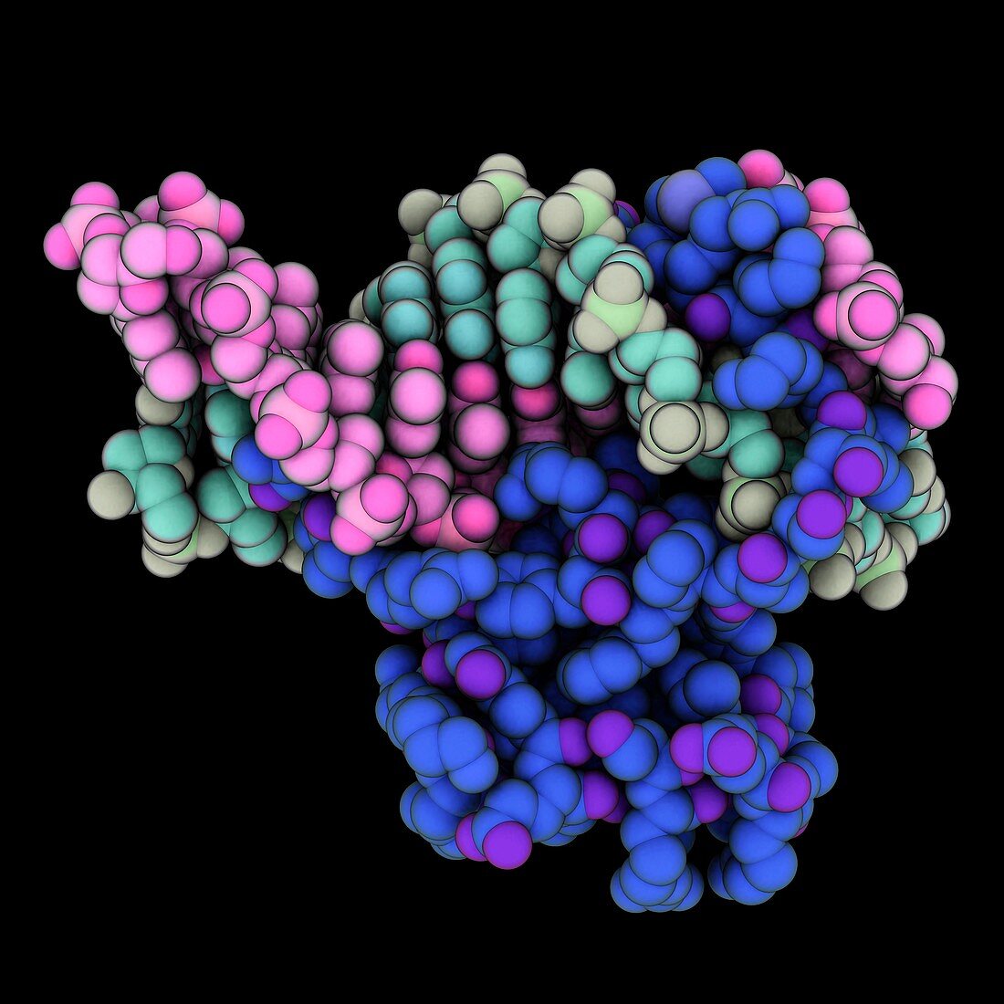 Hin recombinase complexed with DNA