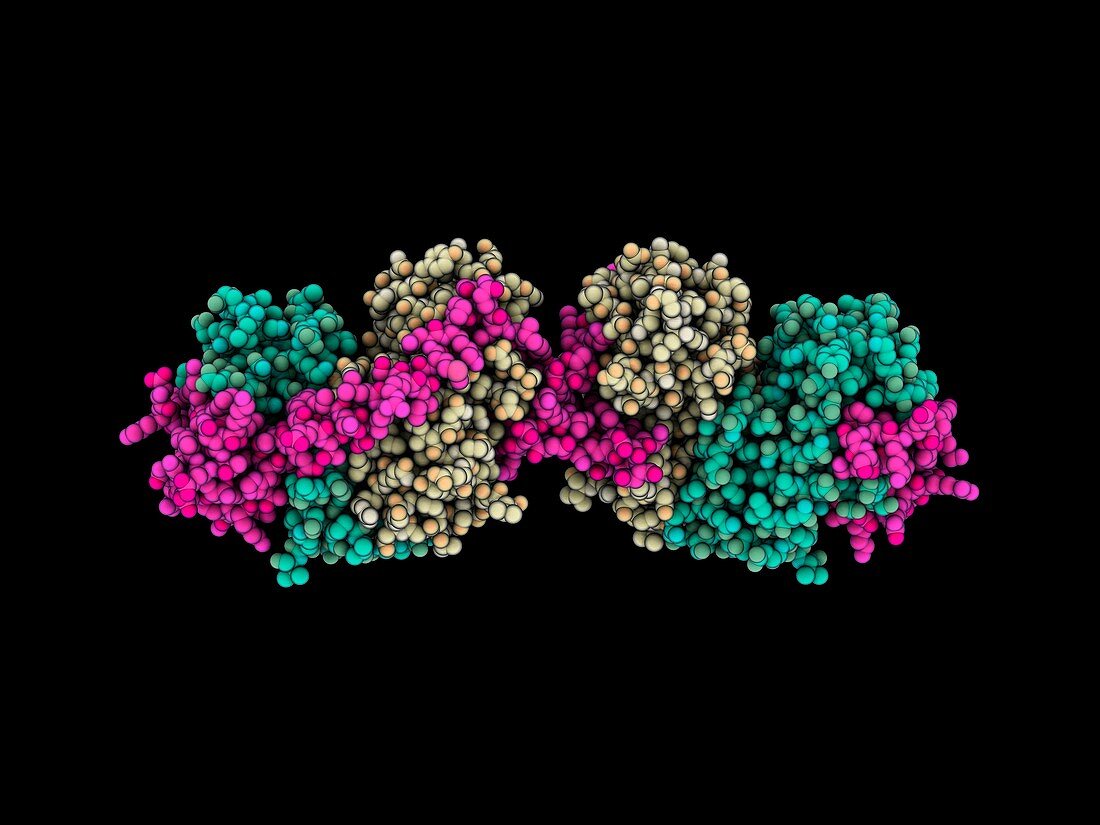 Tyrosine phosphatase chaperone complex