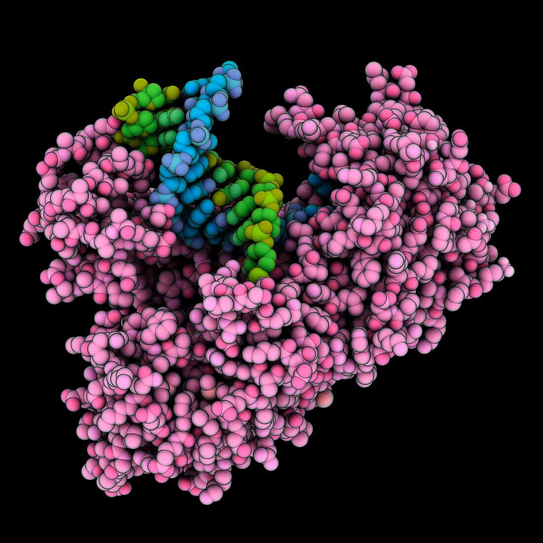 DNA polymerase I DNA complex