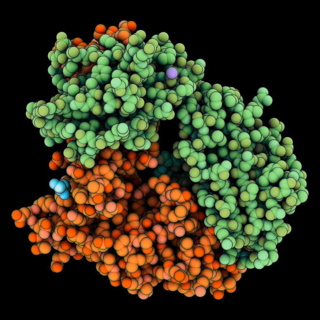 T-cell receptor DMF5 molecule