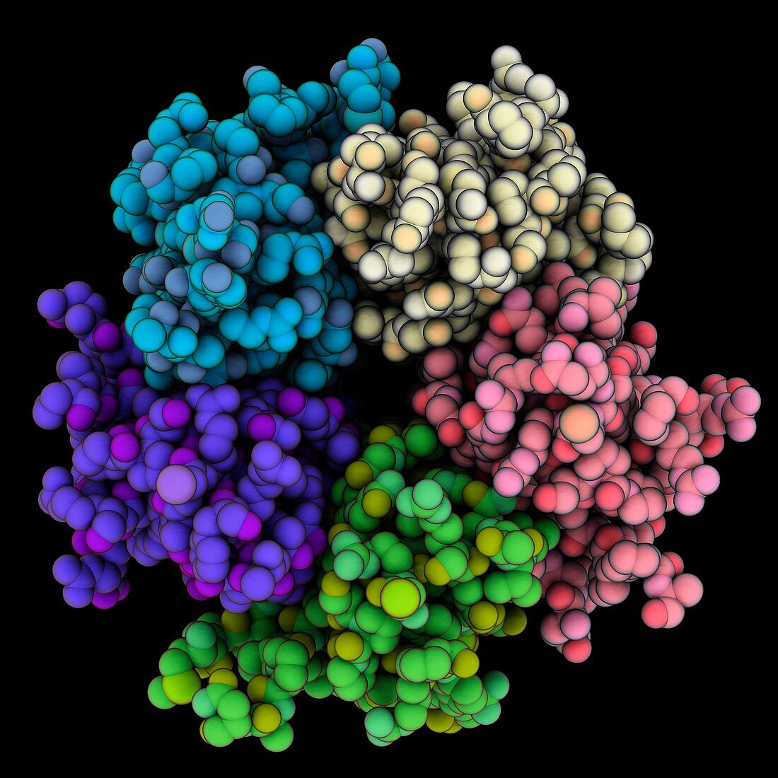 Human nucleoplasmin Npm2