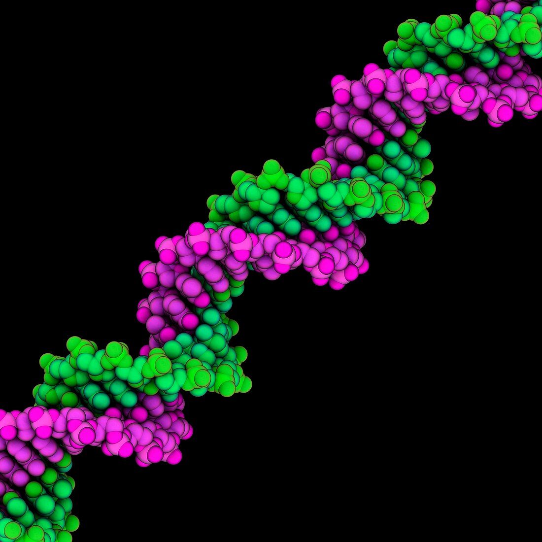 Synthetic DNA molecule