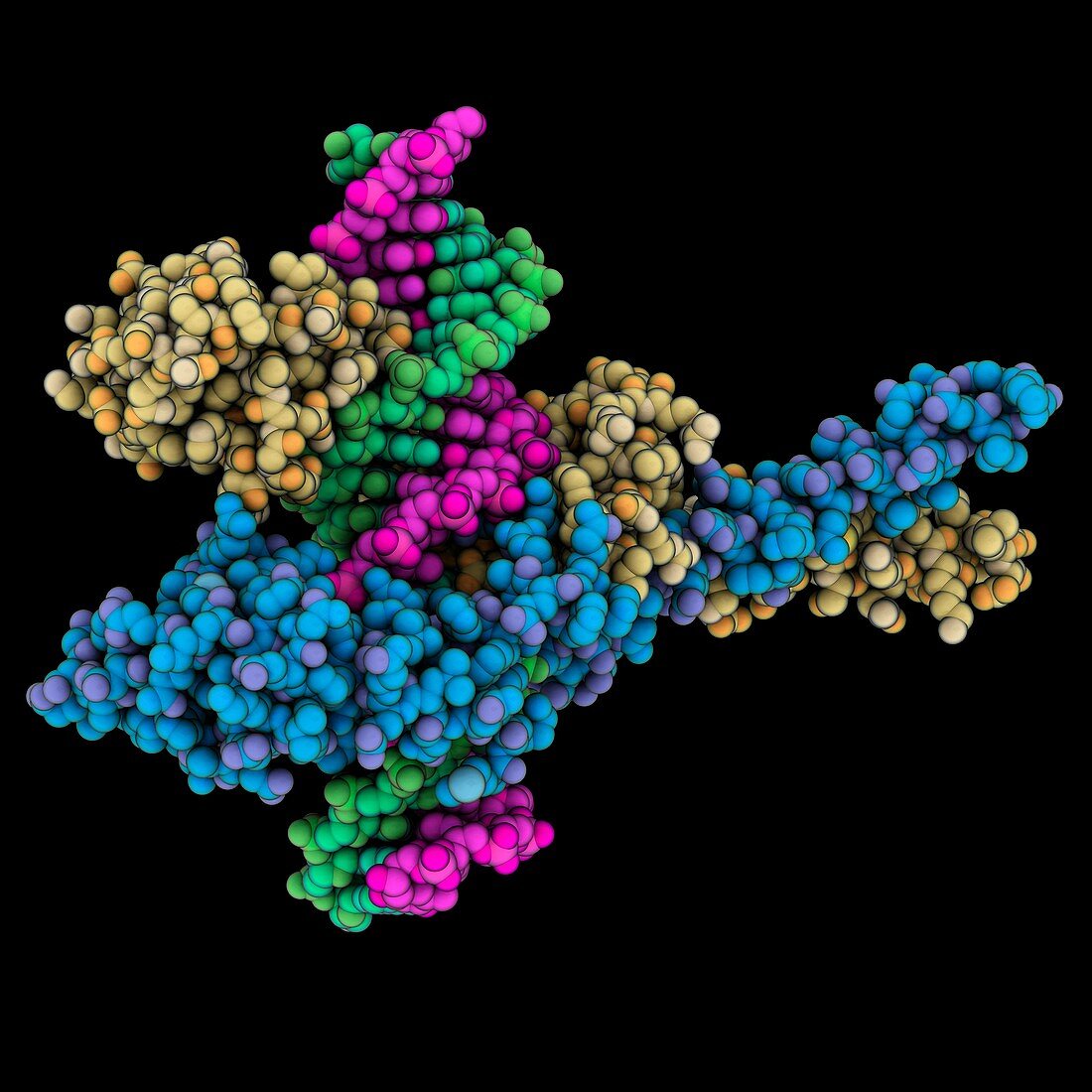 Macrodomain Ter protein DNA complex