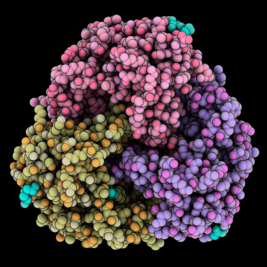 Lipoprotein carrier protein molecule