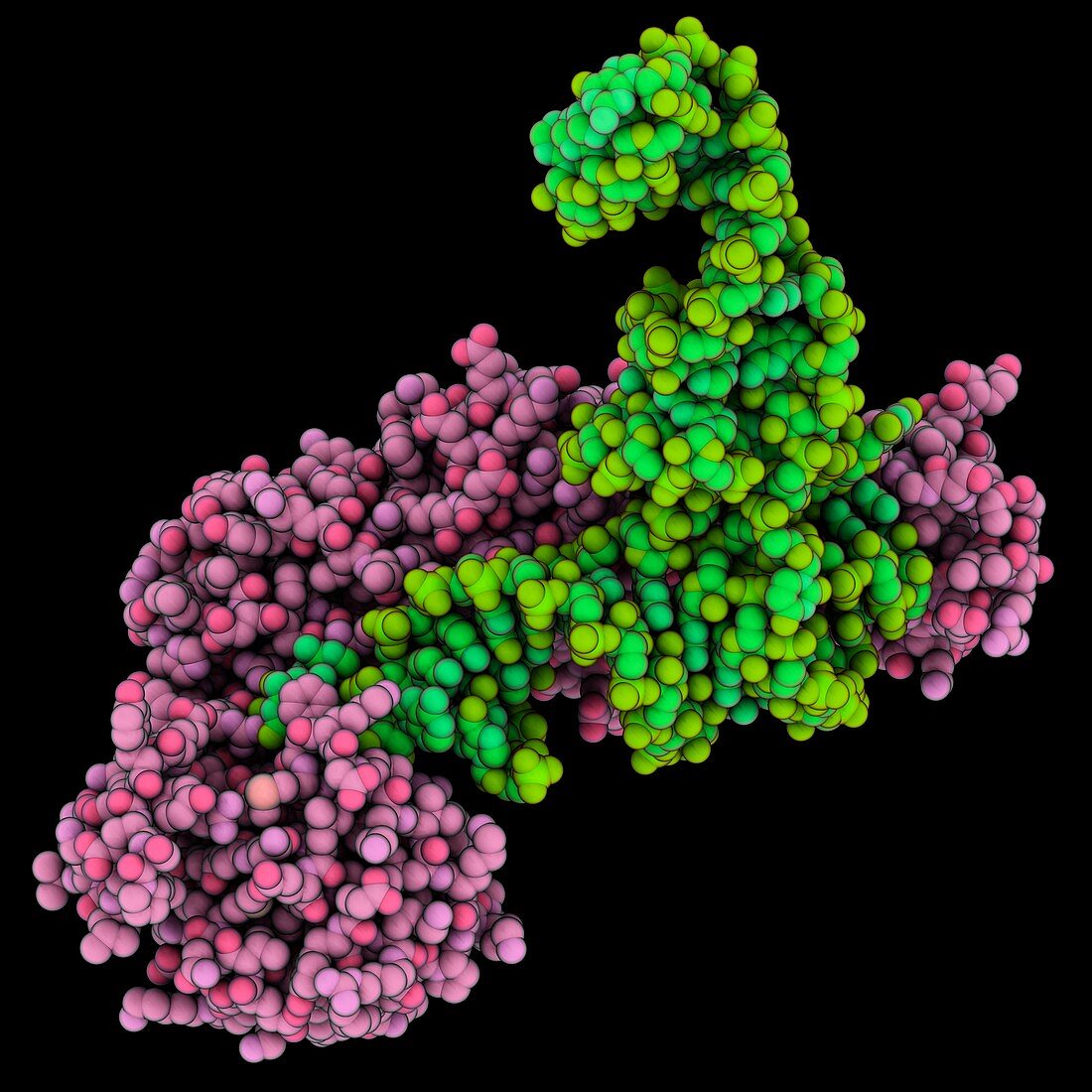 CCA-adding enzyme complex