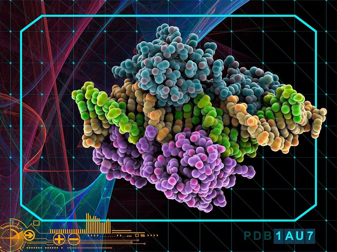 Pit-1 transcription factor bound to DNA