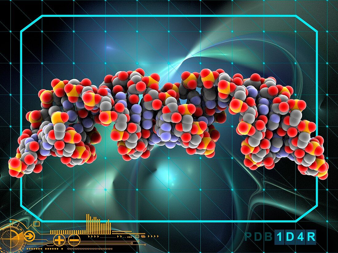 Signal recognition particle RNA molecule