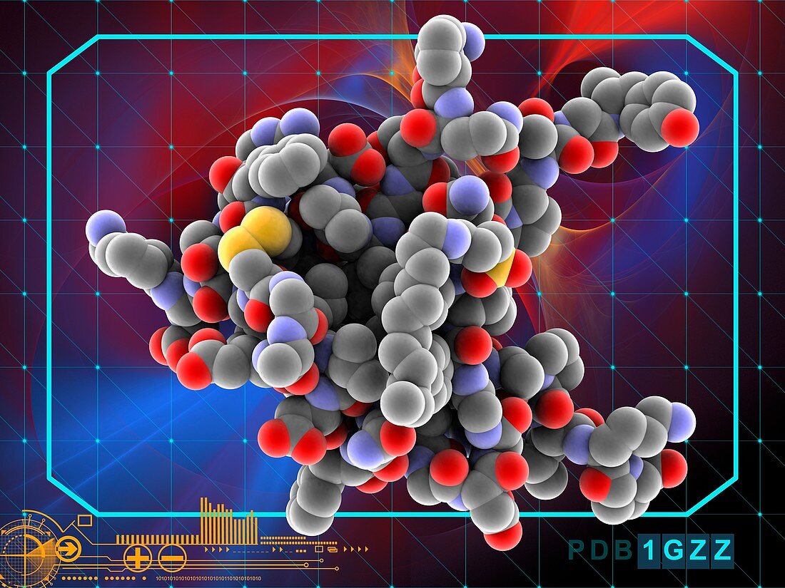 Insulin-like growth 1 factor molecule