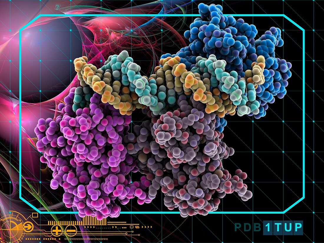 Tumour suppressor P53 with DNA