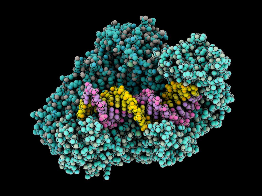 HIV-1 reverse transferase complex
